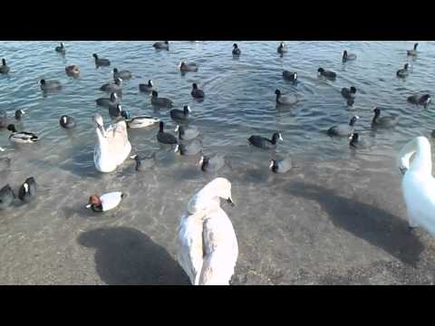 Feodosiya Swan Lake