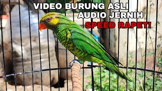 Download lagu NURI PERKICI TEMBAKAN SPEED RAPET ‼️ mp3 Download lagu NURI PERKICI TEMBAKAN SPEED RAPET ‼️ mp3