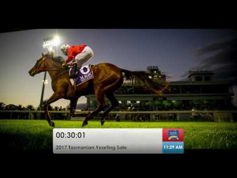 2017 Tasmanian Yearling Sale