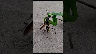 Download lagu Insect Fight: Mantis vs hornet #insects #fighting #pestcontrol mp3 Download lagu Insect Fight: Mantis vs hornet #insects #fighting #pestcontrol mp3