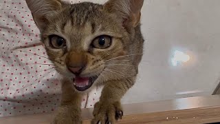 Cute kitty meowing || Meowing with several different sounds || Cats story✨