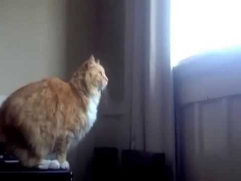 kot grozny jak tygrys