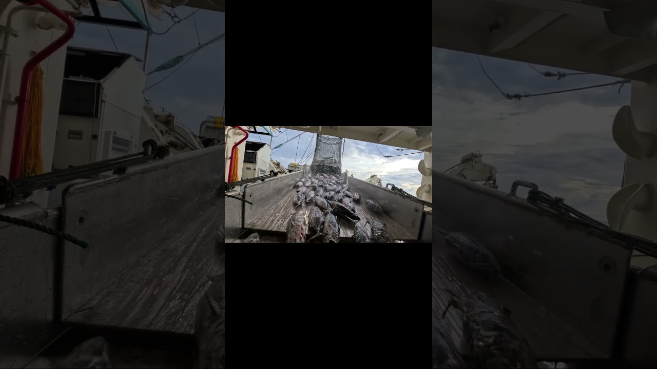 第八十一福一丸　PS（刺身用魚）のシフト作業（魚層移動） #Shorts