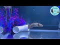 Tank Time: Creature Swimming
