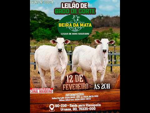 Beira da Mata Leilões - Uruana GO - Leilão de Gado de Corte em Goiás @canal.boiadeiro #live #gado