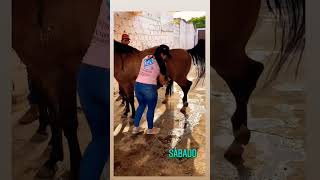 Girl masturbating horse 😱 | #shorts #shortvideo #viral