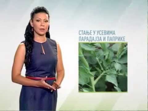 Zelena prognoza, 3.7.2015. - O stanju u usevima paradajza i paprike u  plastenicima
