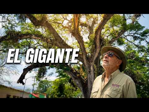"Guama, ¿por qué este es el "Pueblo Diferente" de Yaracuy, Venezuela?