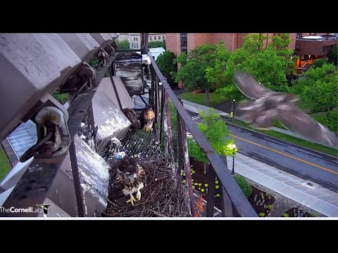 Cornell Red-Tailed Hawks ~ L-2 FLEDGES! 🐦 Beautiful Flight To Rice Hall Rooftop! ✈️ 6.8.22