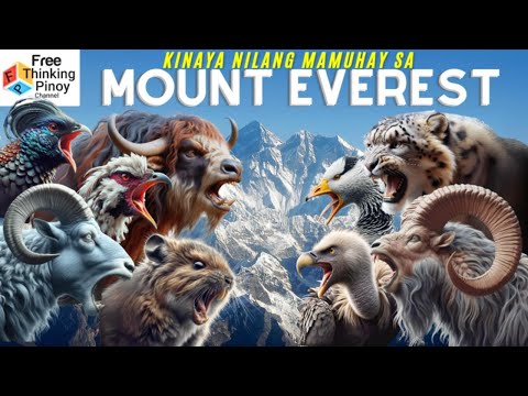 Hayop sa Mt. Everest | Misteryo sa PinakaMATAAS NG BUNDOK sa mundo