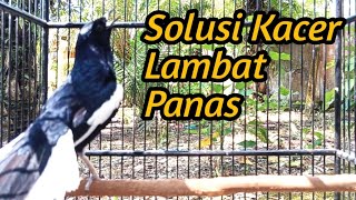 Download lagu Solusi Kacer Lambat Panas Dengarkan Suara Kacer Ini Agar Cepat Bereaksi Dan cepat Respon mp3