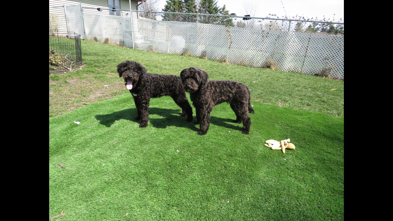 Enlarge Corkie, a Adoptable mixed breed in Crown Point, IN video 4/4