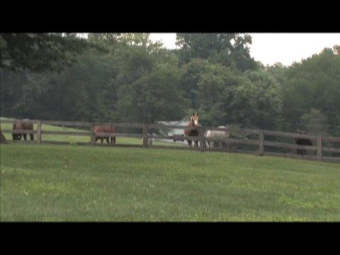 Inside Information - Native Dancer / Sagamore Farm