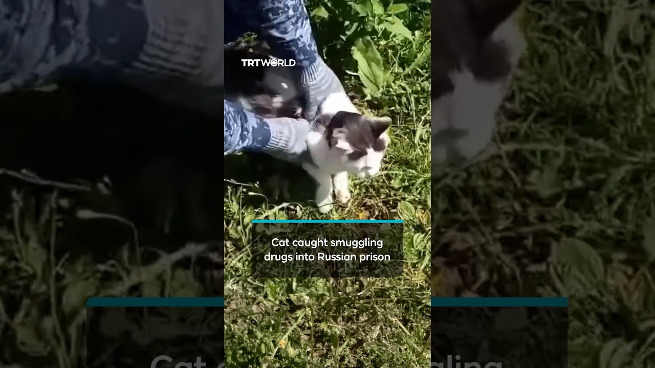 Russian prison intercepted cat smuggling drugs in fabric collars