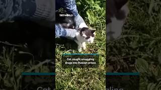 Russian prison intercepted cat smuggling drugs in fabric collars