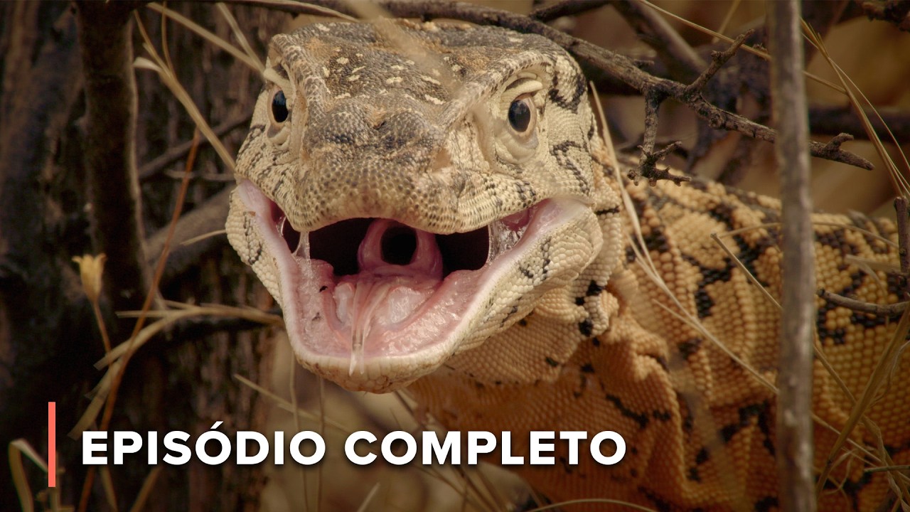 O deserto árido da Austrália e a vida selvagem mortal | Australianos Mortais 103