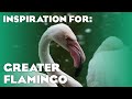 30 Real Greater Flamingo Habitats Planet Zoo Inspiration