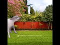 Your Backyard Friends