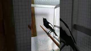 Download lagu Kacer Isian Gereja Tarung  #kacer #kicaumanianusantara #kacermaniaindonesia #kacerisiangerejatarung mp3