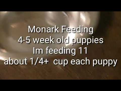 How to: Feeding Puppies 4-6 weeks old