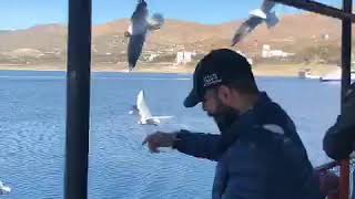 preview picture of video 'Tunceli pertek elazığ feribotunda martılarla'