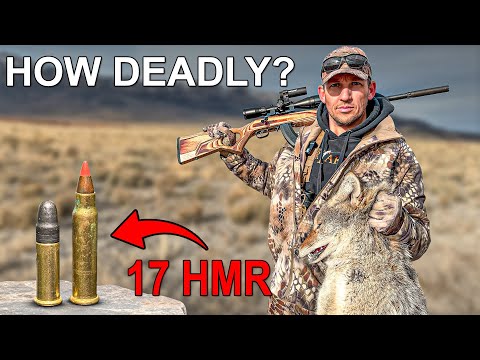 How Deadly Is HMR .17 (Coyote Hunting Test)