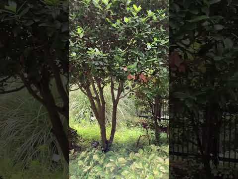 有益な食虫鳥を庭に誘致するための最良のヒント