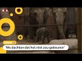 Olifantje geboren in Blijdorp