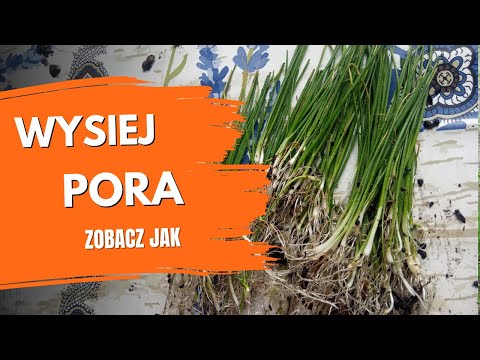 How to sow leek for seedlings? Sowing winter and summer leek. Leek seedlings. Gardening tips.