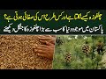 Chilgoza Kese Nikalta Hai Chilgoza Ka Tree Kesa Hota Hai World Largest Chilgoza Area In Pakistan