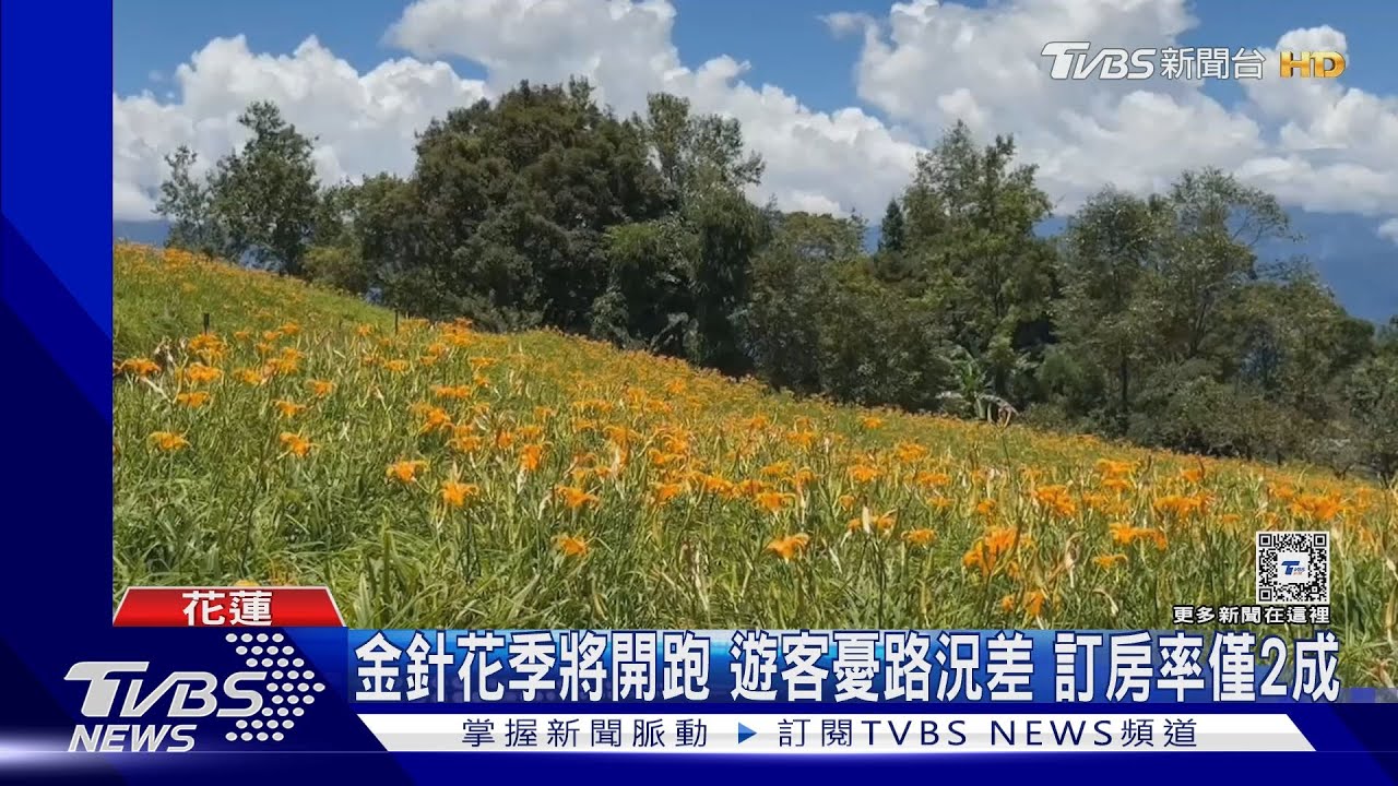 金針花季將開跑 遊客憂路況差訂房率僅2成