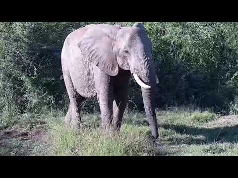 Kwa: Elephants with a young one gets a drink - 15:47 - 05/09/19