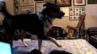 Doggy Wants Food Again!