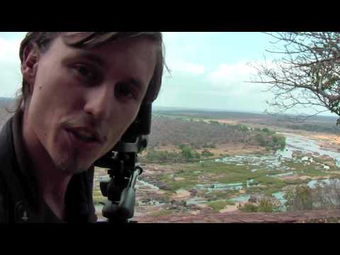 What is ISO in photography / digiscoping? Lions in Kruger National Park, South Africa