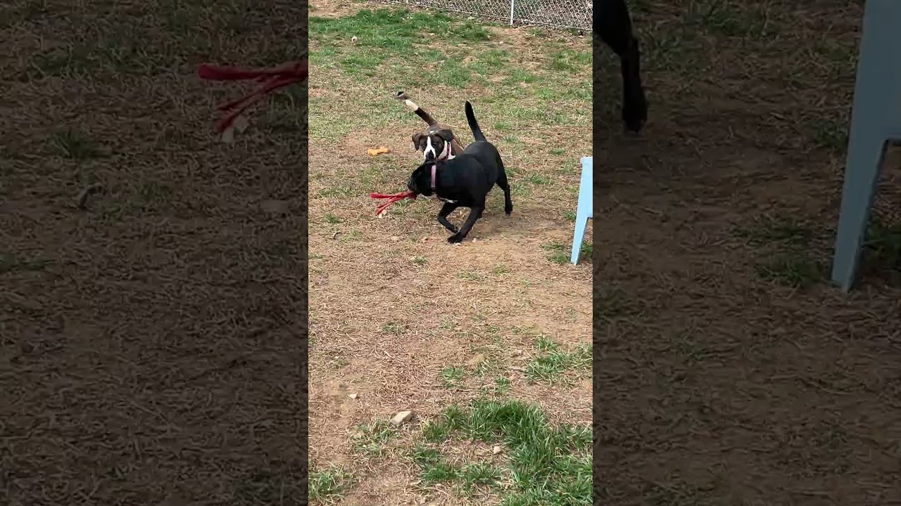 Ritchie, a Adoptable Australian Kelpie in Blairsville, GA video 6/6