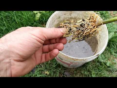 Odc.102 ukorzenianie cytrusów metodą powietrzną 1/2, dzisiaj cytrus LIVA ( limequat ).