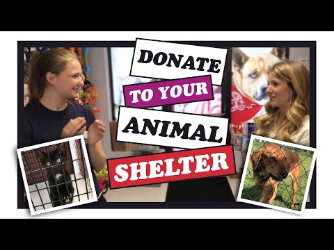 How to Donate to Your Local Dog Shelter