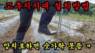 고추농사 고추3포기당 고추지줏대를 박아보았어요 고추지지대 설치방법