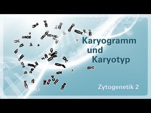 Zytogenetik 02 – Karyogramm und Karyotyp