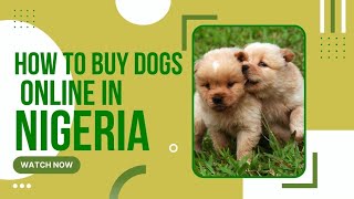 How to buy dogs online in Nigeria