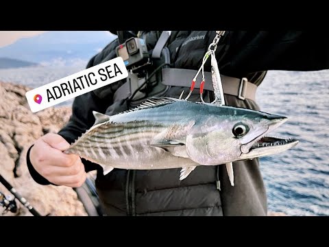 TFC: Return to the Adriatic Sea - Part 1- Bonito off the Rocks and UL Fishing in the port