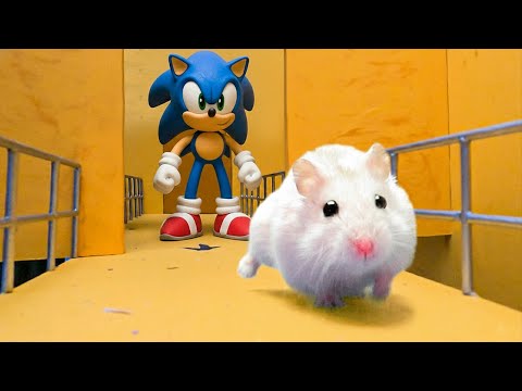 Hamster Maze: The World's Largest Hamster Monster Maze