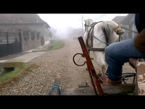 Cu căruța la Războieni