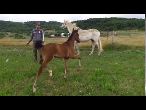 HF v. Fürstenball-Brentano II - FOR SALE - Fian Juli2017