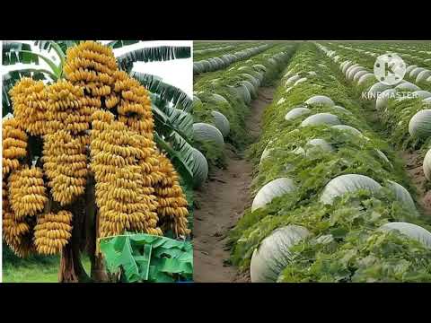 Natural scenery of fruits