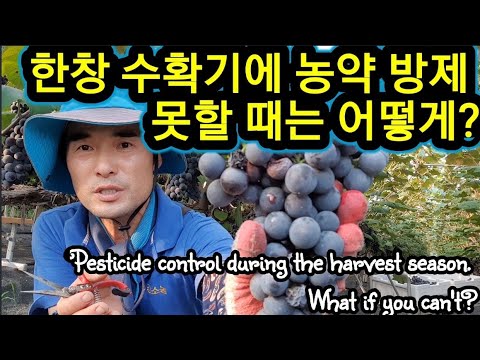 , title : '수확기 농약 방제 못하면 뭘로 하나? Pesticide control during the harvest season. What if you can't?'