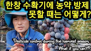 수확기 농약 방제 못하면 뭘로 하나? Pesticide control during the harvest se…