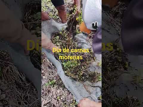 sacando carnada chaco presidencia roca