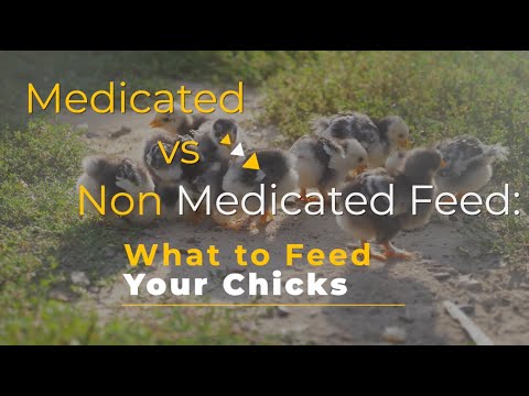 What to Feed Your Chicks: Medicated vs. Non-Medicated Feed