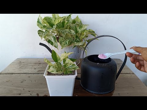 Marble Queen Pothos Propagation Made EASY! Step-by-Step Guide